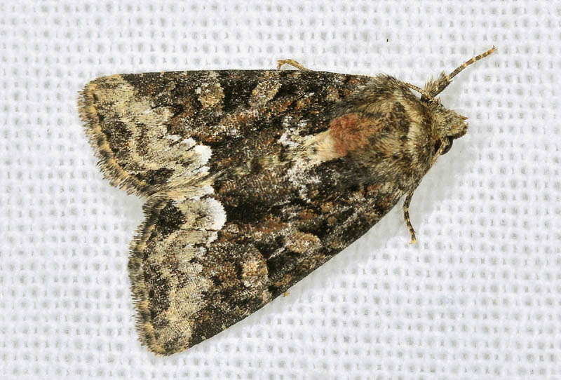 Noctuidae - Oligia strigilis